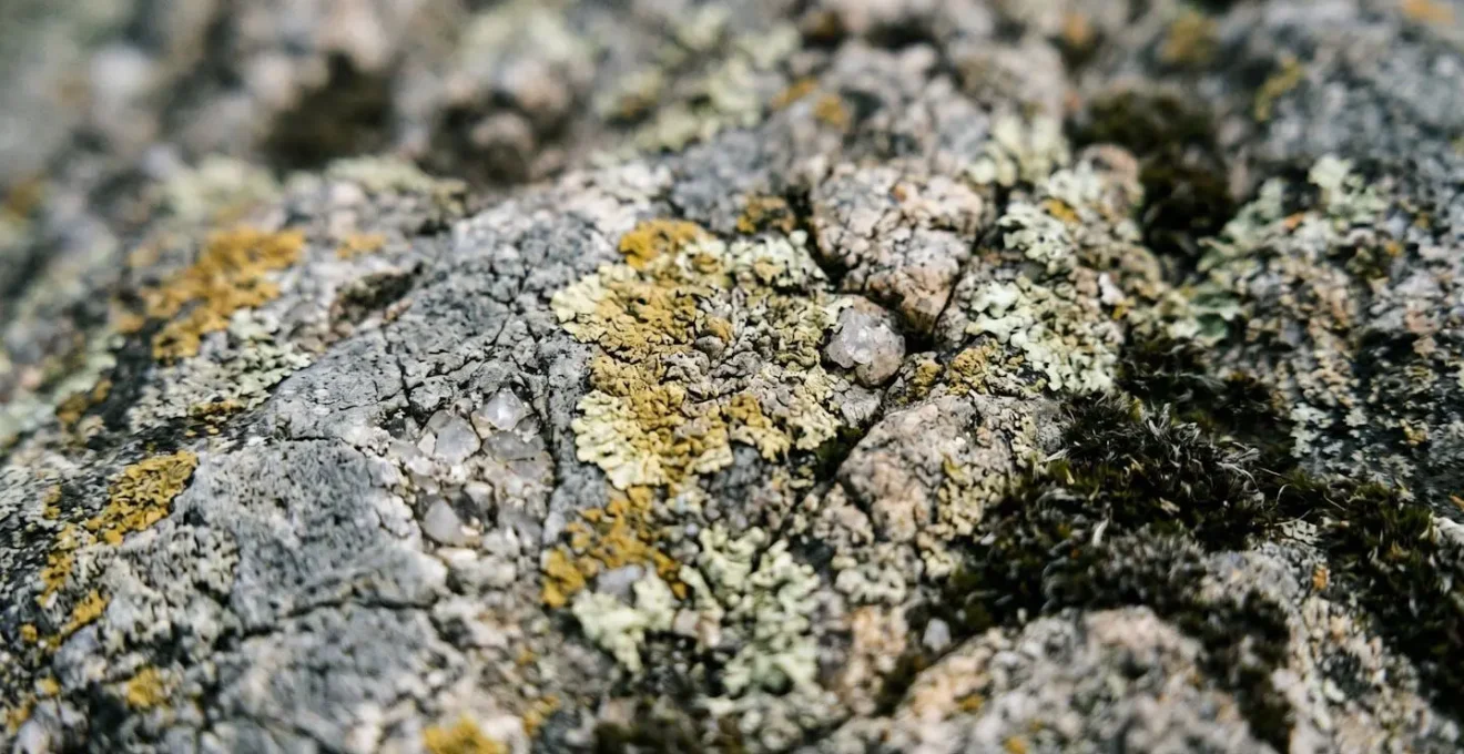 Gros plan sur la texture millénaire d'un menhir de granit breton couvert de lichen