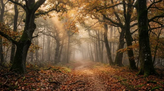 Sentier forestier brumeuxdans la forêt de Brocéliande à l'automne avec lumière dorée filtrant à travers les arbres