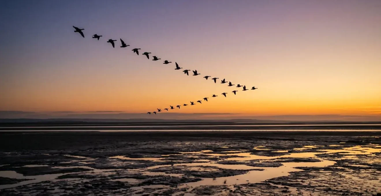 Vol de bernaches cravants en formation au-dessus d'une vasière bretonne à marée basse au crépuscule