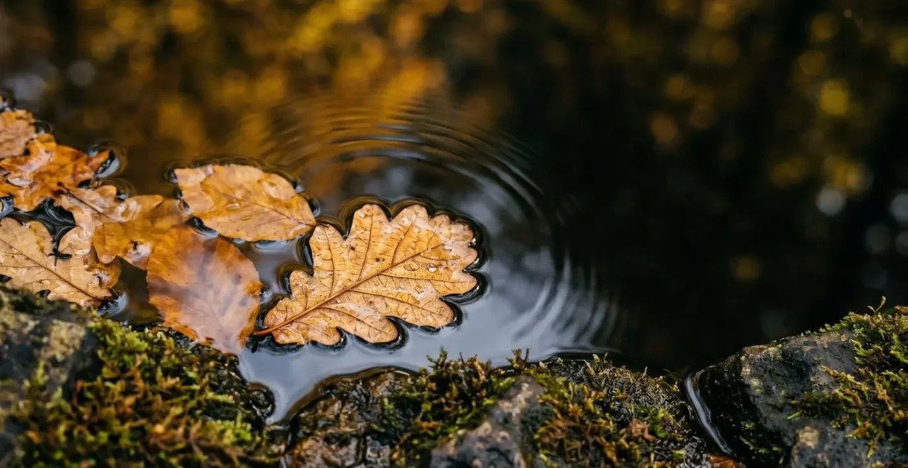 Fontaine de Barenton dans la forêt de Brocéliande avec reflets automnaux dorés dans l'eau