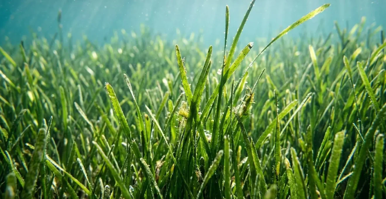 Détail macro d'herbier de zostère sous-marine avec jeu de lumière naturelle