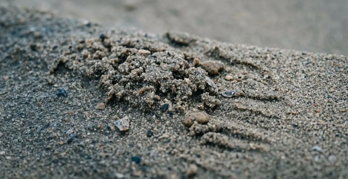 Gros plan sur la texture du sable dur d'une plage à marée basse révélant la portance idéale pour le char à voile