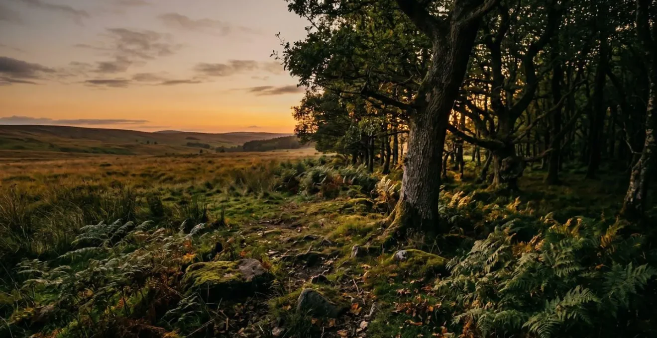 Lisière de forêt bretonne au crépuscule avec brume légère et végétation dense, incarnant un espace liminal.