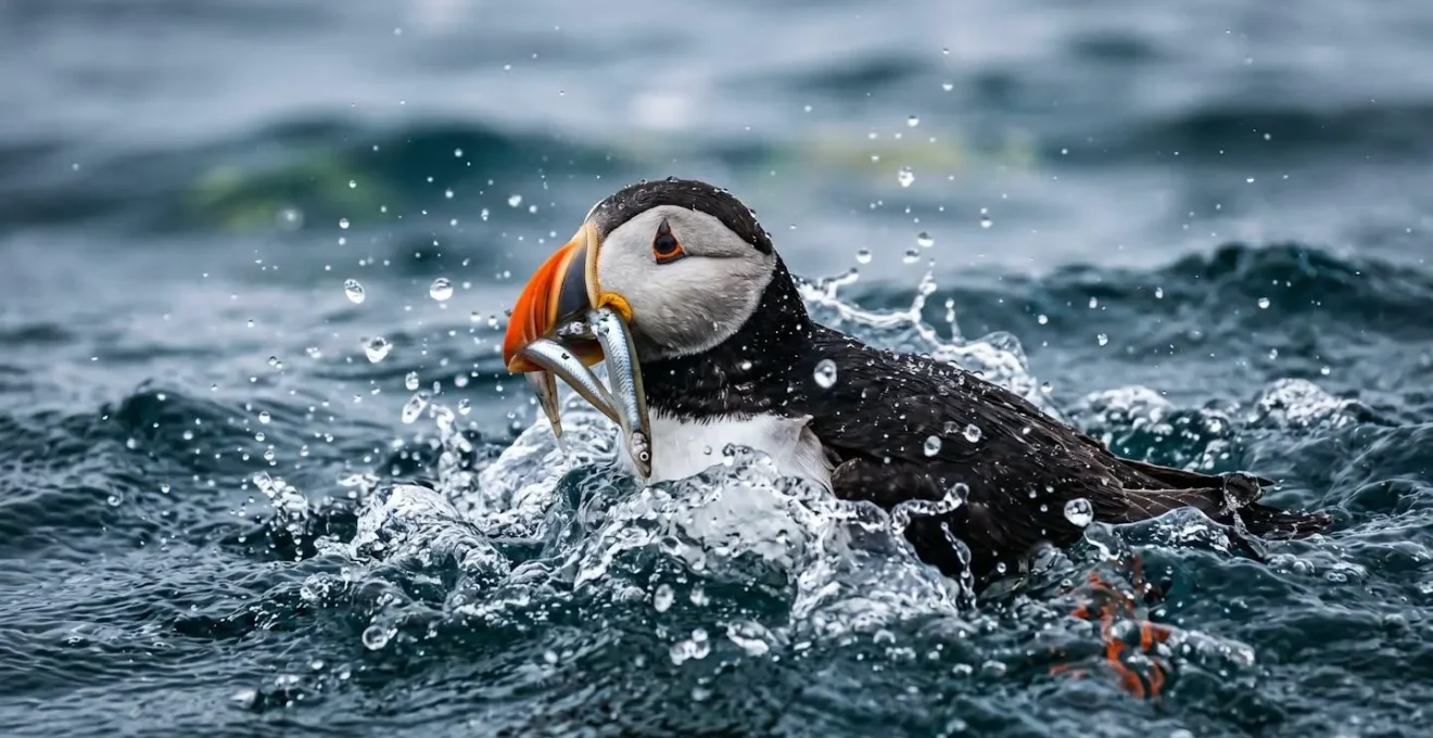 Macareux moine émergeant de l'océan avec un petit poisson dans son bec coloré