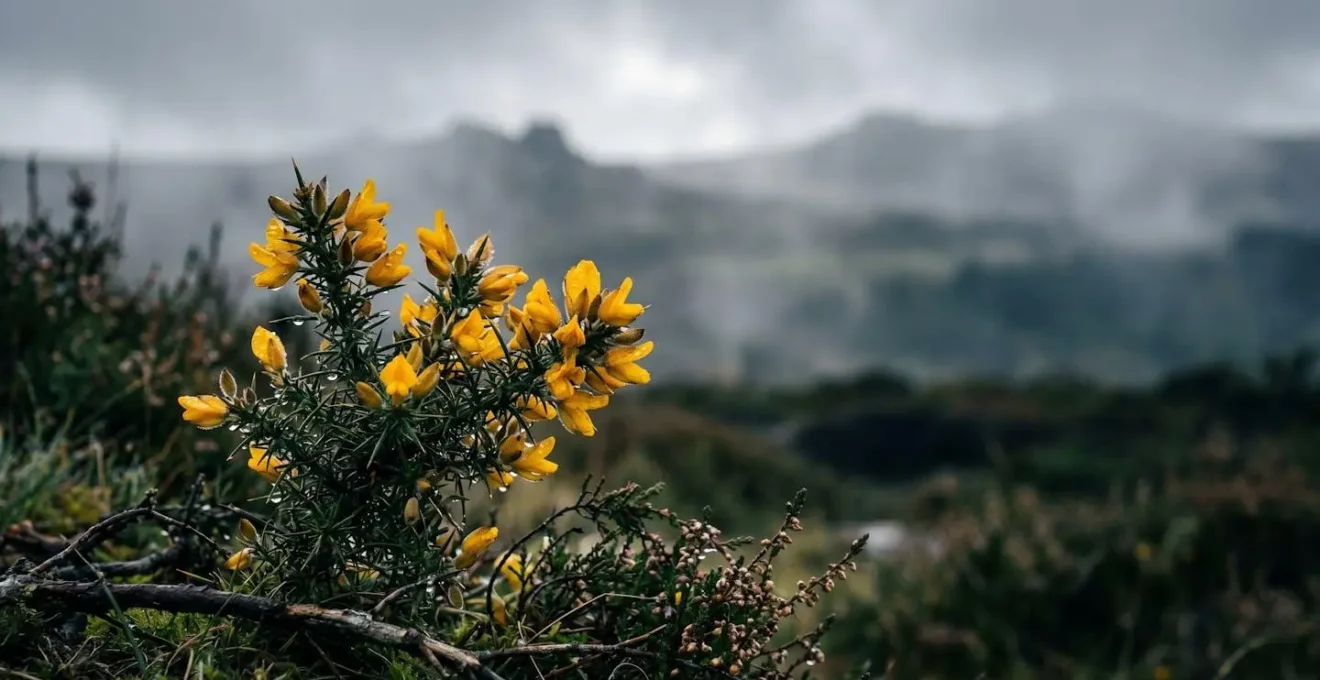 Landes brumeuses des Monts d'Arrée sous un ciel dramatique avec tourbières et ajoncs