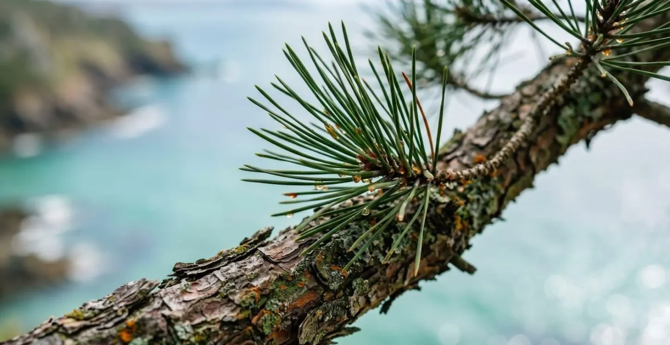 Macro vue sur aiguilles de pin maritime avec eau turquoise de Crozon en arrière-plan flou