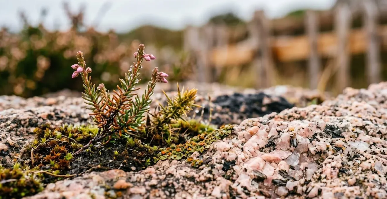 Ganivelle de protection et végétation fragile de lande côtière sur la Côte de Granit Rose en Bretagne