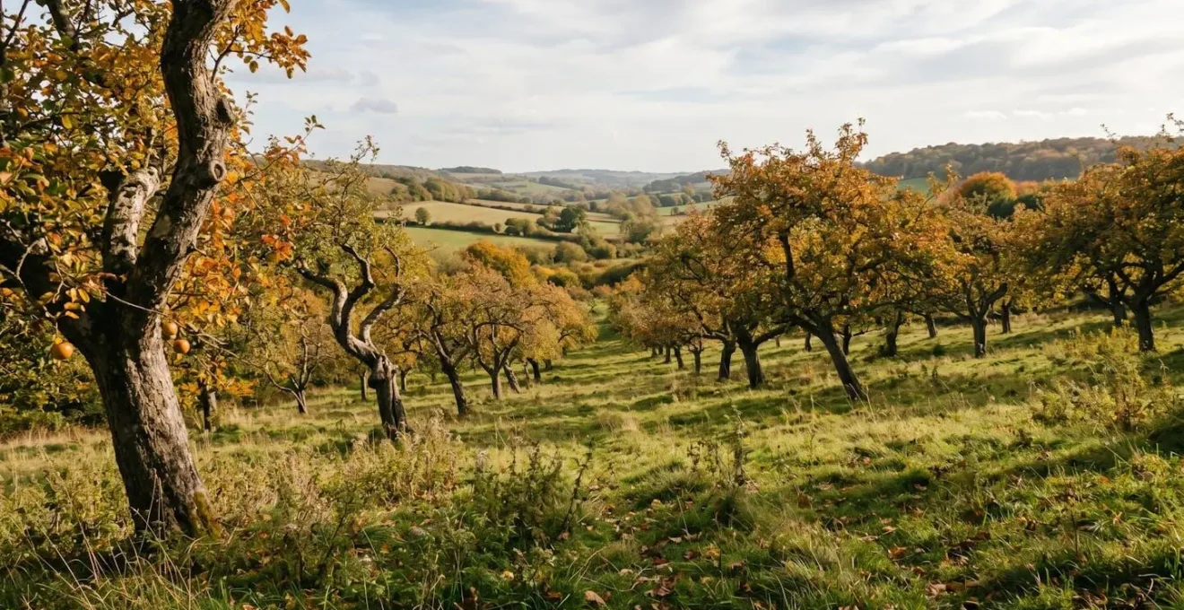 Verger traditionnel de pommiers à cidre haute-tige en Normandie sous lumière automnale
